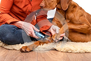 Dog nails grinding. Woman using a dremel to shorten dogs nails. Pet owner dremeling nails on vizsla dog. photo