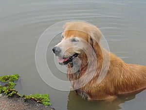 Dog named Sinto, means Lion in Thai