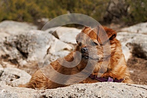 The dog Nami resting on a stone on the path up to San Cristobal of Alcoy