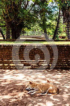 A dog napping in the shade of some trees away from the midday sun in the ancient city of Polonnaruwa, Sri Lanka.