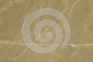 The Dog - Nasca Lines - Peru