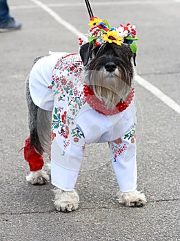 A dog in the national costume of Ukraine