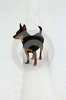 Dog nature background