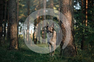 Dog in nature. shepherd dog in forest