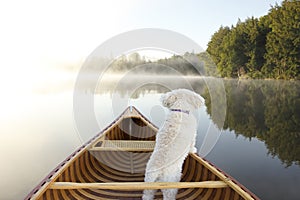 Dog Navigating From the Bow of a Canoe