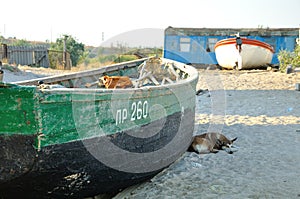 Dog near the fishing boats