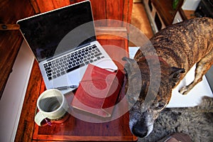 Dog near a leather notebook on an open laptop computer with a cup of tea, remote working on a boat