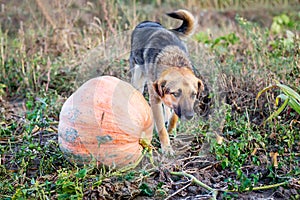 A dog near a pumpkin on  field farm  in the fall_