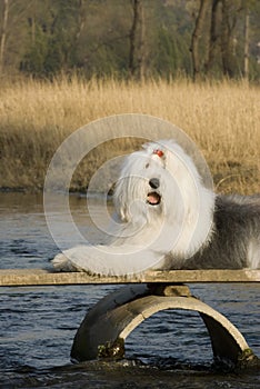 Dog near a River