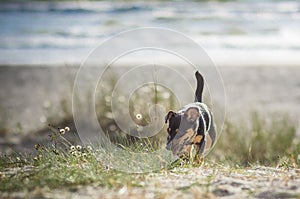 Dog near the sea