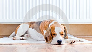 The dog near to a warm radiator