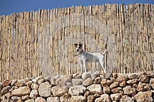 A dog near wooden fence