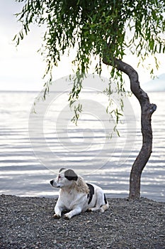 a dog nearby the lake