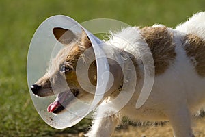 Dog in Neck Cone Collar