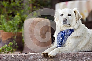 Dog with neckerchief