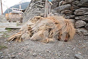 A dog in Nepal village, Landscape in Annapurna circuit,trekking