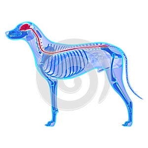 Dog Nervous System - Canis Lupus Familiaris Anatomy - isolated o photo