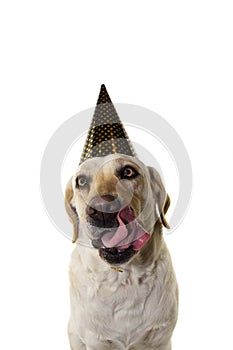 DOG NEW YEAR OR BIRTHDAY PARTY HAT. FUNNY LABRADOR LINKING WITH TONGUE WITH GOLDEN POLKA DOT CAP. ISOLATED STUDIO SHOT ON WHITE