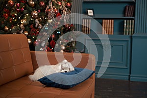 El perro en nuevo anos. maltés descansa sobre el sofá contra de árbol de navidad 