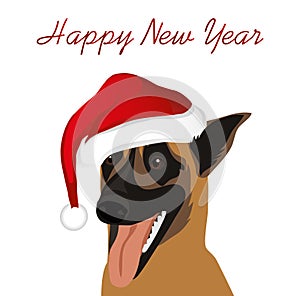 A dog in a New Year in Santa Claus hat. Belgian Shepherd Malino