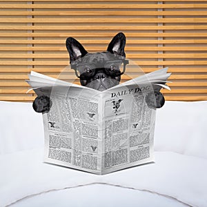 Dog newspaper in bed