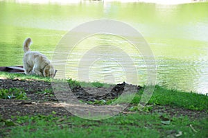 dog next to both in the water