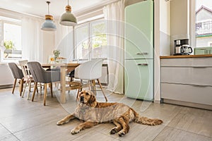 Dog next to dining table and chairs under lamps in house interio