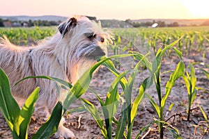 Dog nibbling at a corn field at sunset against the sun