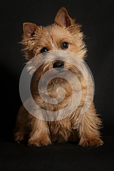 Dog Norwich Terrier on a black background photo