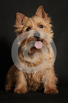 Dog Norwich Terrier on a black background sits