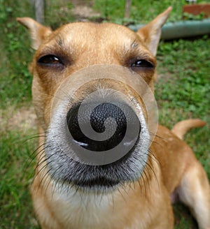 Dog nose