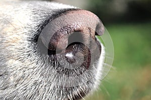 Dog nose