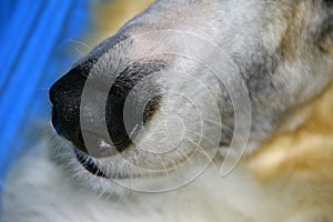 Dog nose