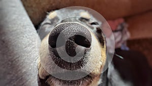 Dog nose