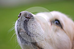 Dog nose