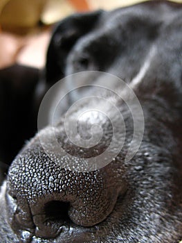 Dog nose