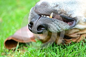 Dog nose close-up