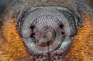 Dog Nose Close-up