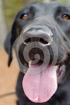 Dog Nose close up, Black Lab