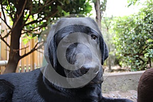 Dog nose in close up. Black Labrador. Purebred puppy. Lab puppy photography.