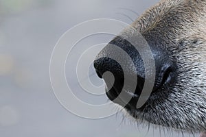 Dog nose, close-up, free space for text