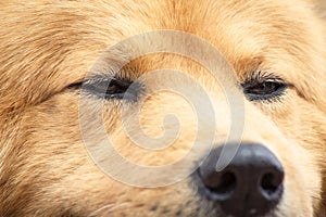 Dog nose, close-up, front view