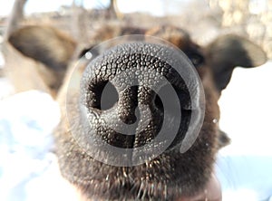 Dog nose, close-up, front view animal, pet