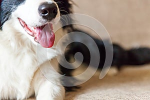 Dog nose close up. Funny portrait of cute smilling puppy dog border collie on couch. New lovely member of family little dog at