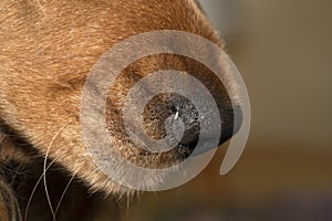Dog nose close up macro cocker spaniel