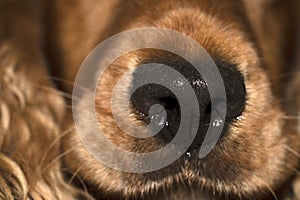 Dog nose close up macro cocker spaniel