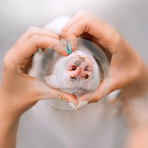 Dog nose close up with owner hands in a heart shape around it