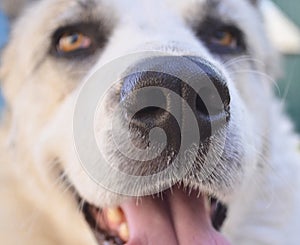 Dog nose close up. White dog