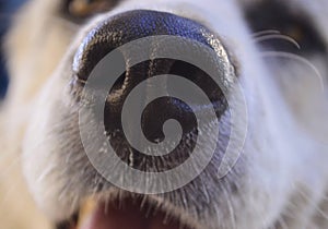 Dog nose close up. White dog