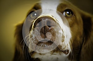 Dog nose closeup photo